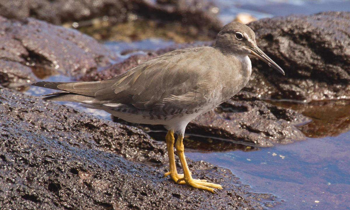 Wandering Tattler - ML37417551