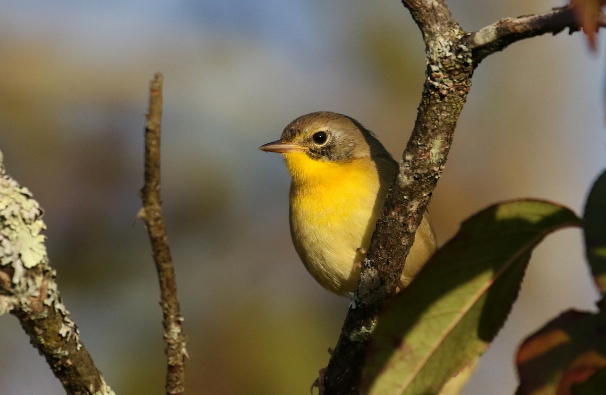 Common Yellowthroat - ML374177061