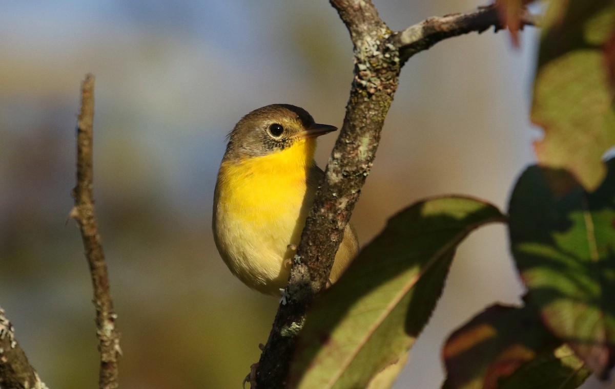 Common Yellowthroat - ML374177091