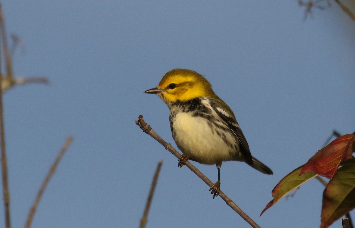 Black-throated Green Warbler - ML374177111