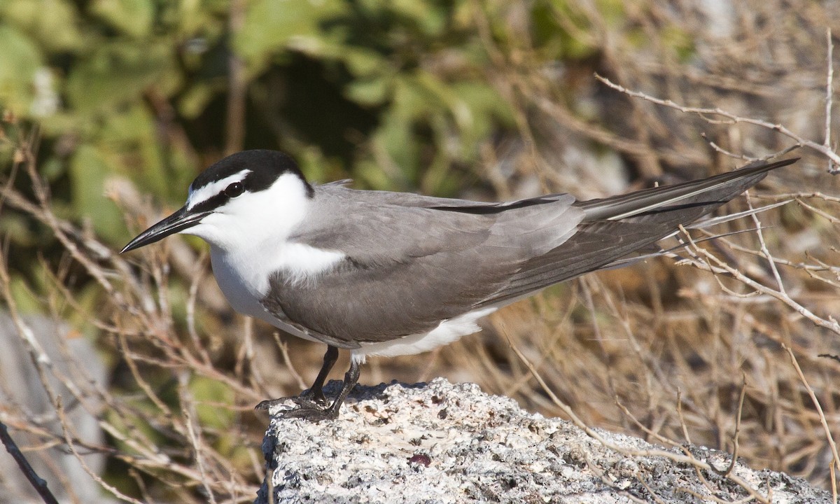 Gray-backed Tern - Eric VanderWerf