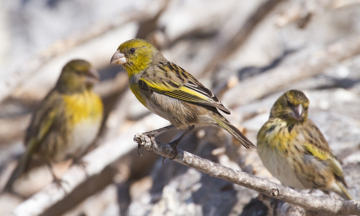 Nihoa Finch - Eric VanderWerf