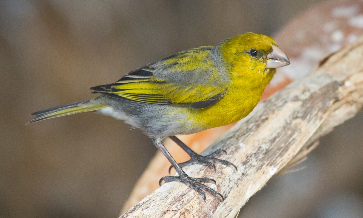 Nihoa Finch - Eric VanderWerf