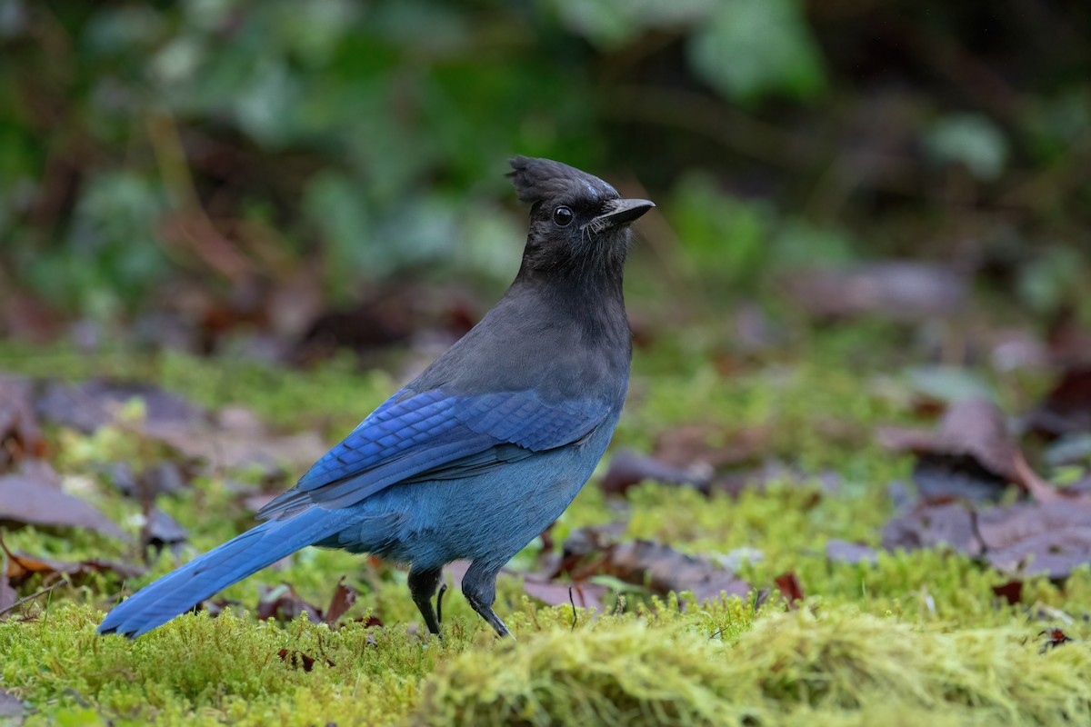 Steller's Jay (Coastal) - ML374178881