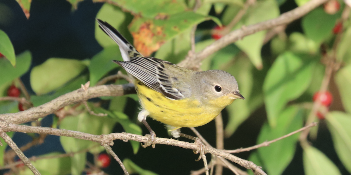 Magnolia Warbler - James Wheat