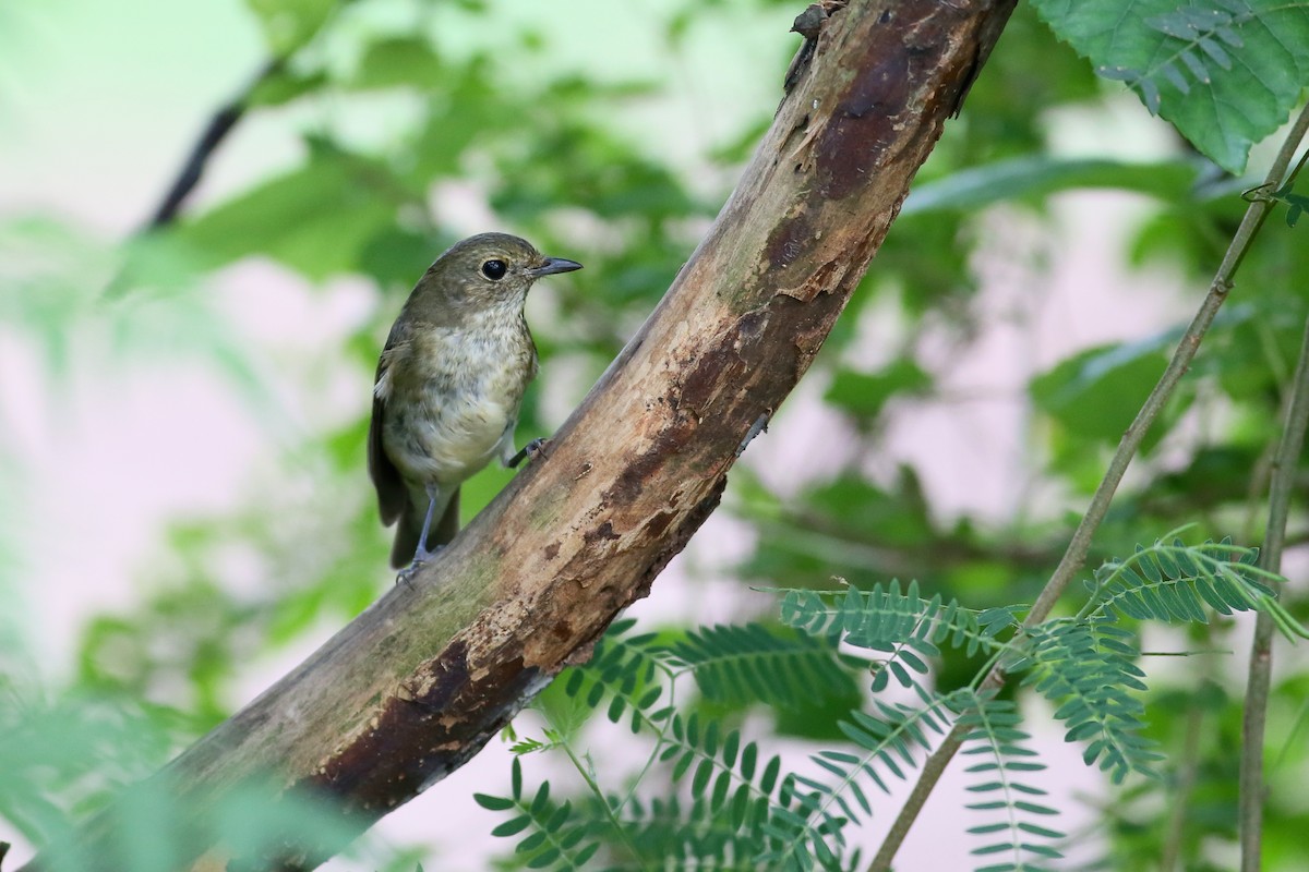 Narcissus Flycatcher - ML37417931