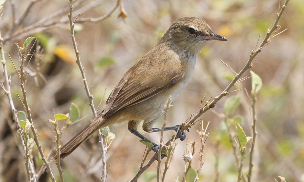 Millerbird Kamışçını - ML37417971