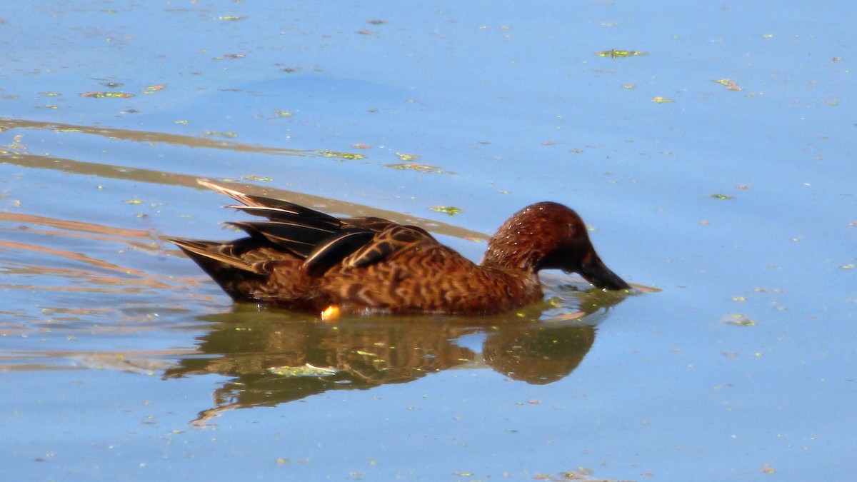 Cinnamon Teal - Deusdedith AlvesFilho