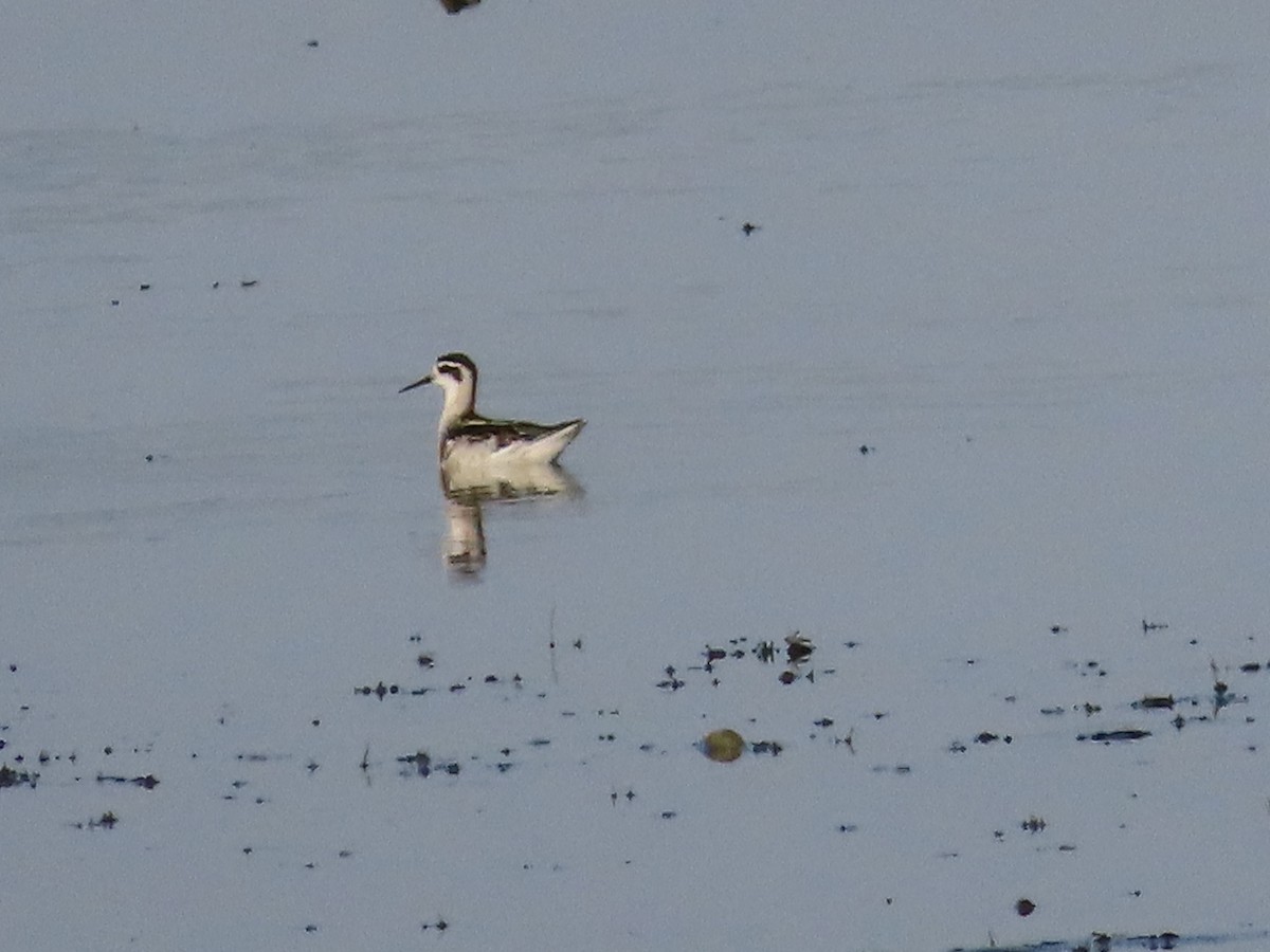 Phalarope à bec étroit - ML374180421