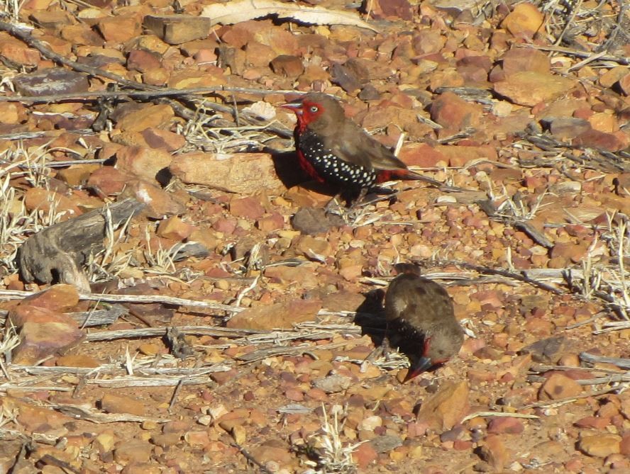 Painted Firetail - ML374181281