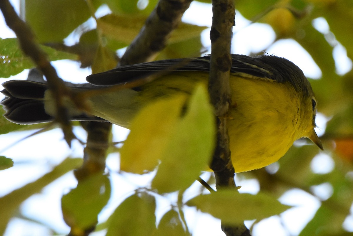 Magnolia Warbler - ML374181291