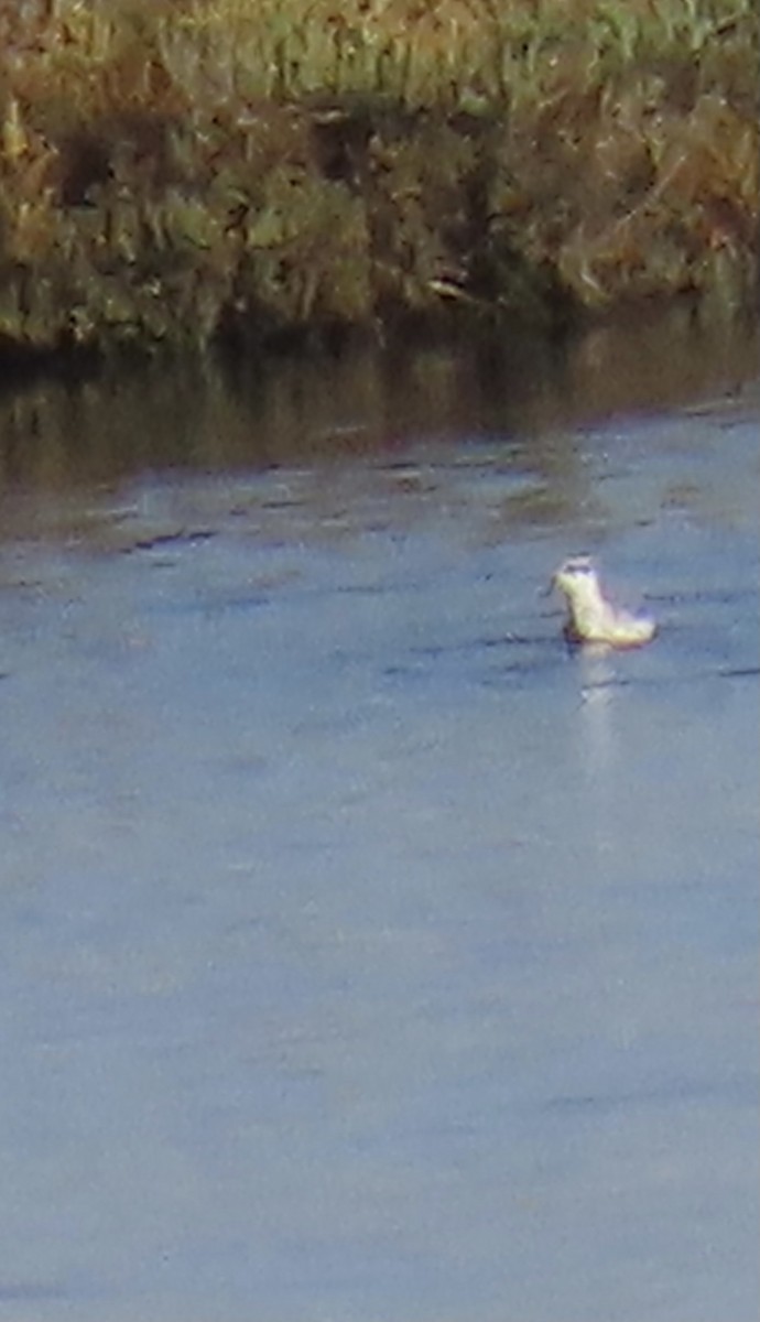 polarsvømmesnipe/svømmesnipe - ML374182041