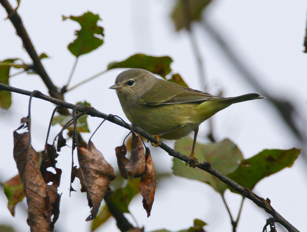 Orange-crowned Warbler - Aidan Griffiths