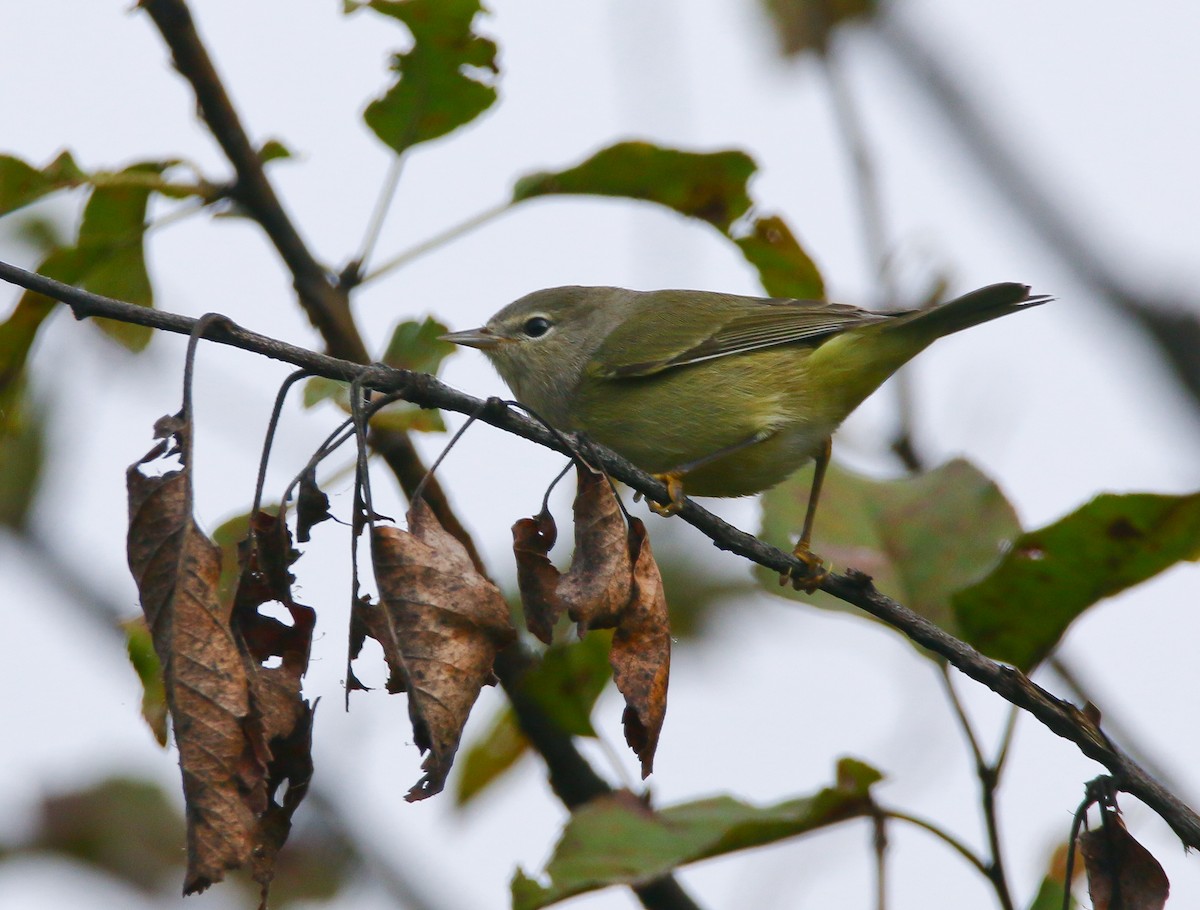 Orange-crowned Warbler - Aidan Griffiths