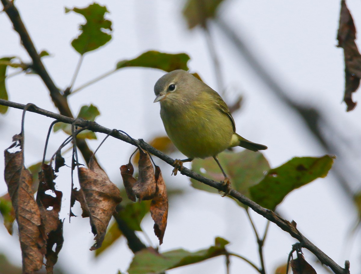 Orange-crowned Warbler - Aidan Griffiths