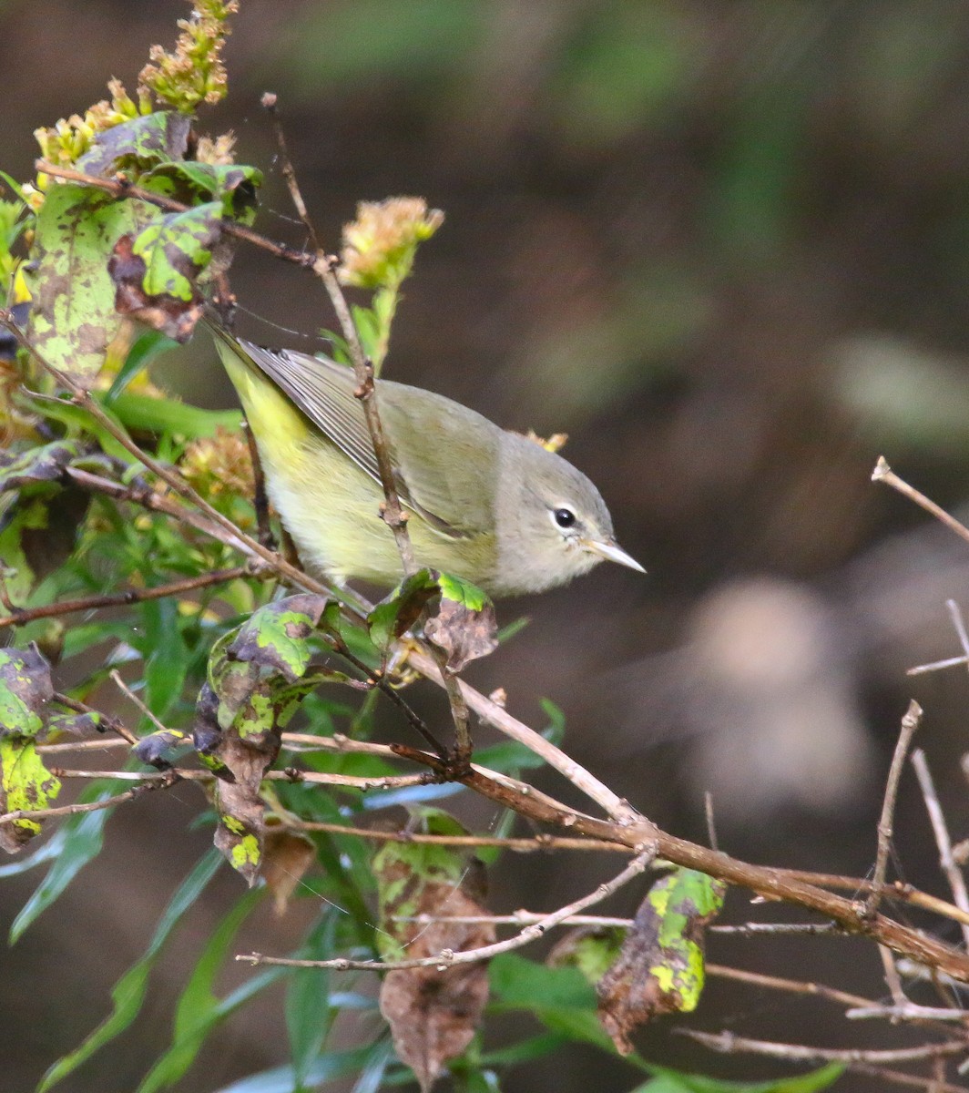 Orange-crowned Warbler - Aidan Griffiths