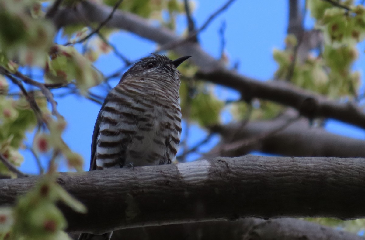 Horsfield's Bronze-Cuckoo - Sandra Henderson