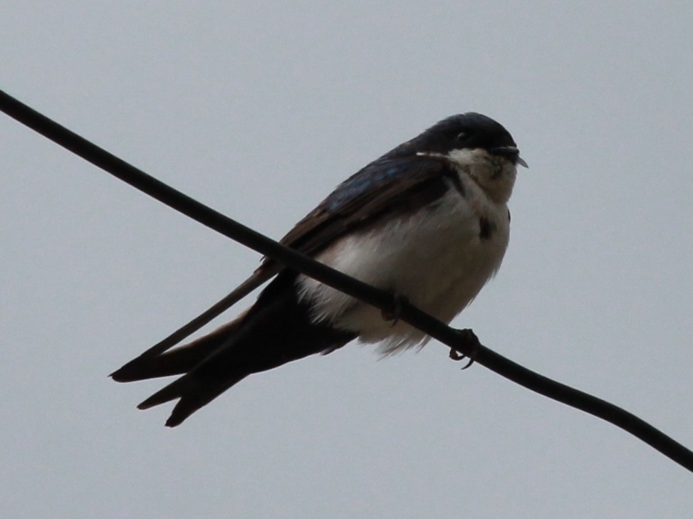 Blue-and-white Swallow - ML37418551