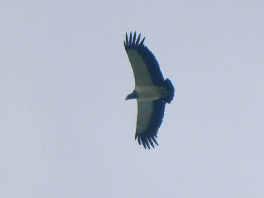 King Vulture - ML374193171