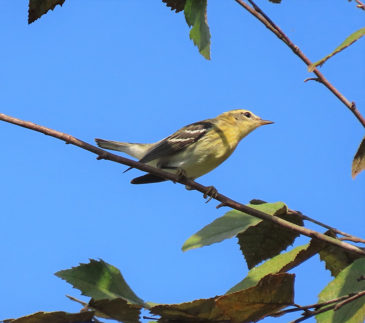 Blackburnian Warbler - Lori Arent