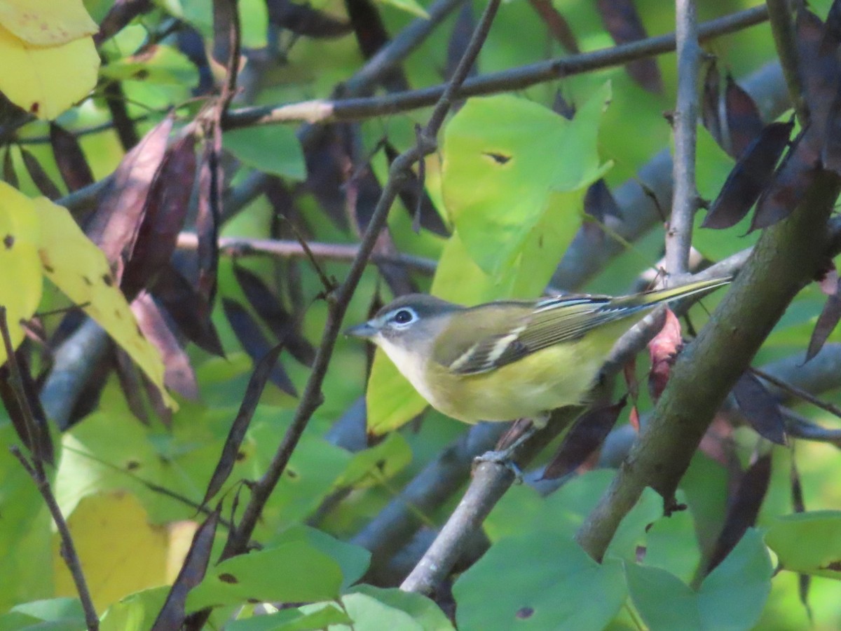 Blue-headed Vireo - ML374194201