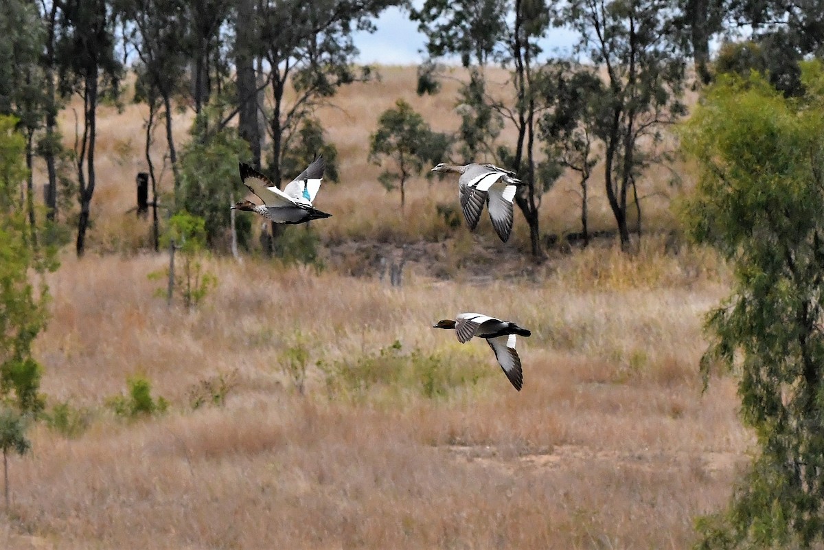 Maned Duck - ML374194391