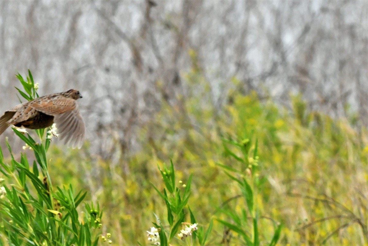 Brown Quail - ML374194761