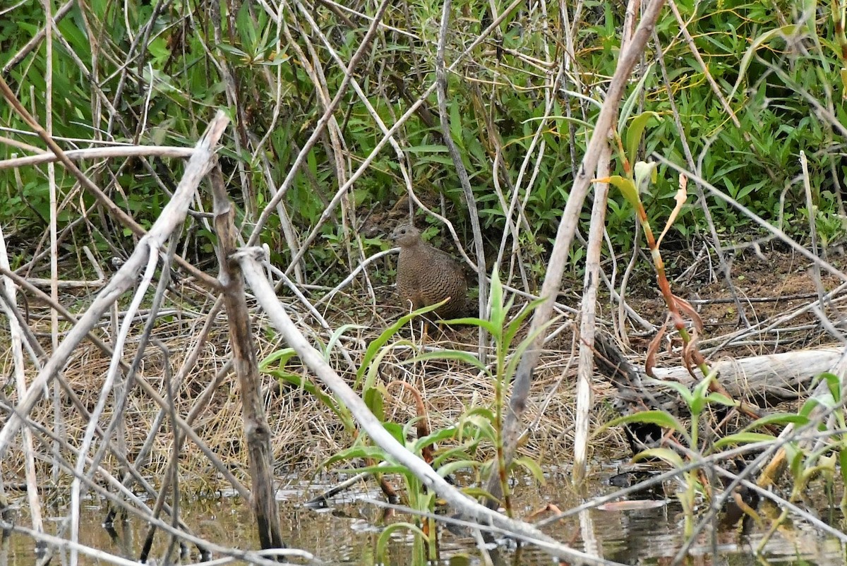 Brown Quail - ML374194781