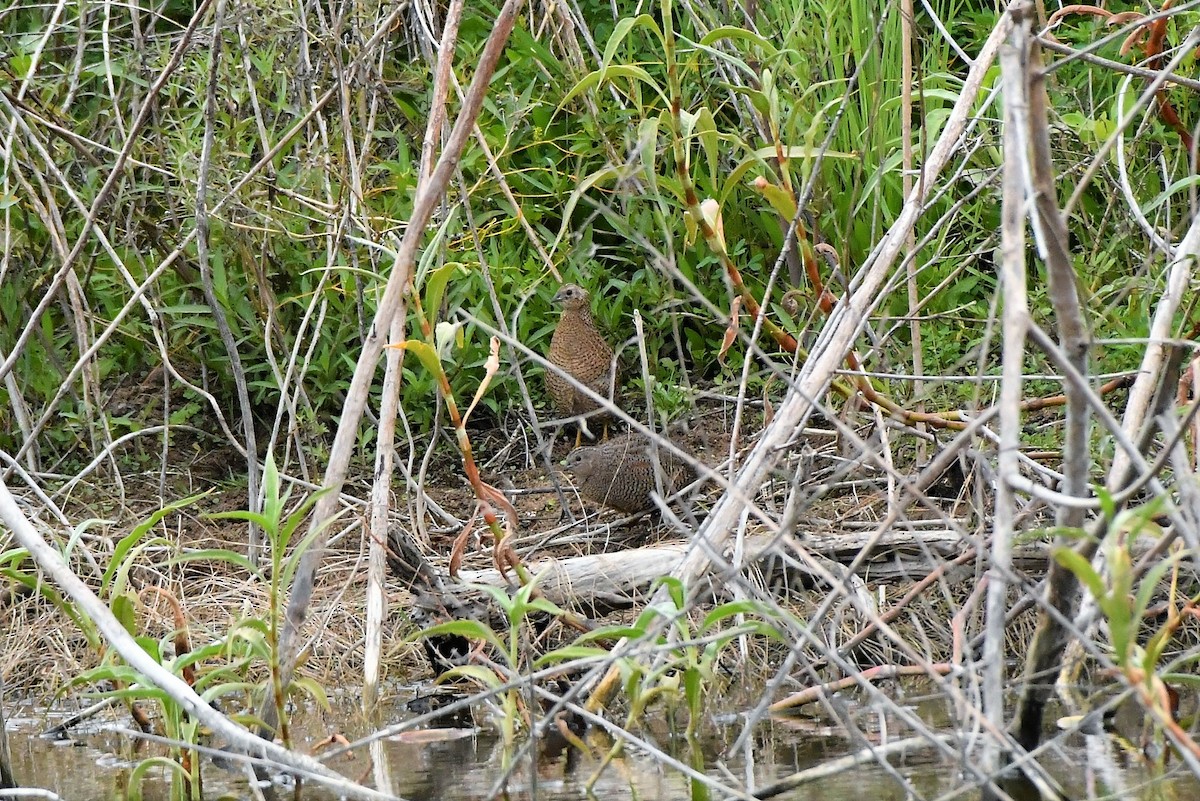 Brown Quail - ML374194791