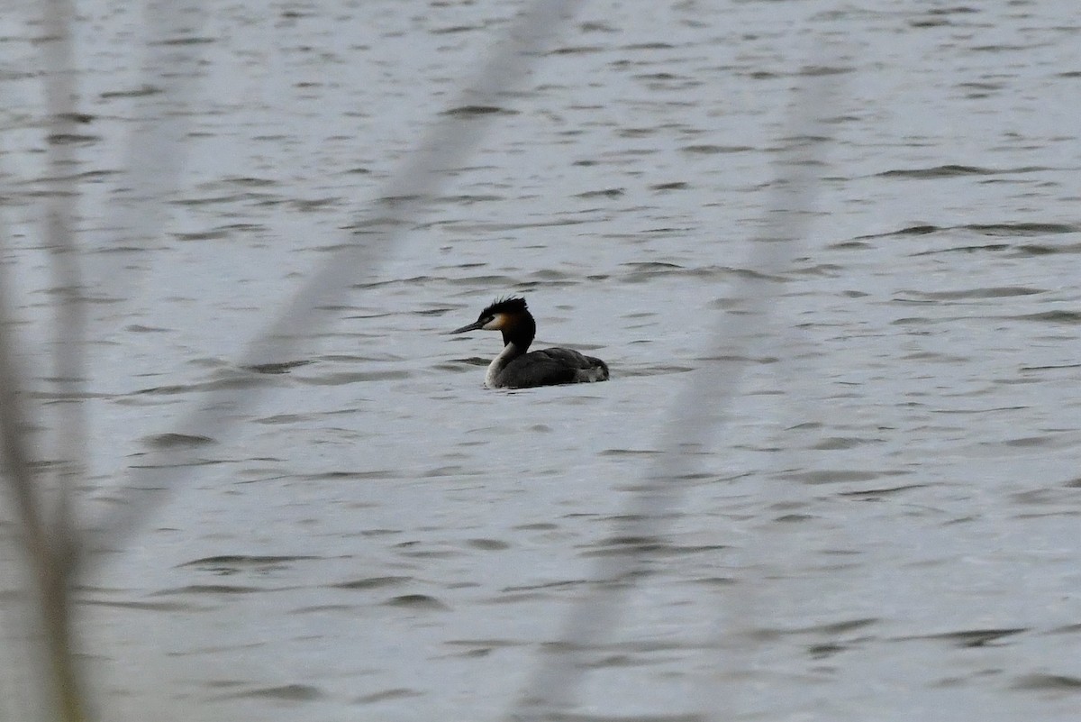 Great Crested Grebe - Sam Adams