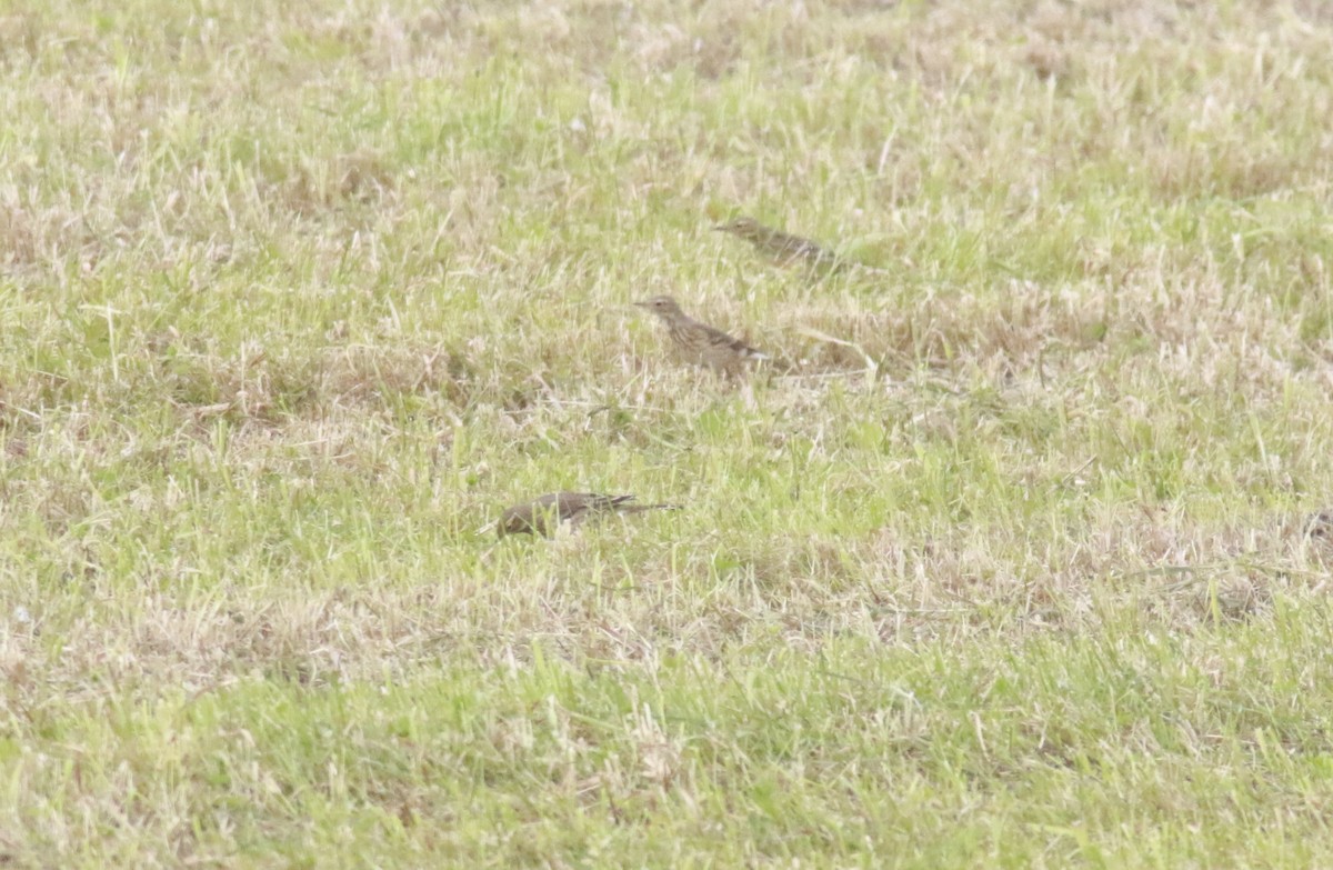 American Pipit - ML374195351