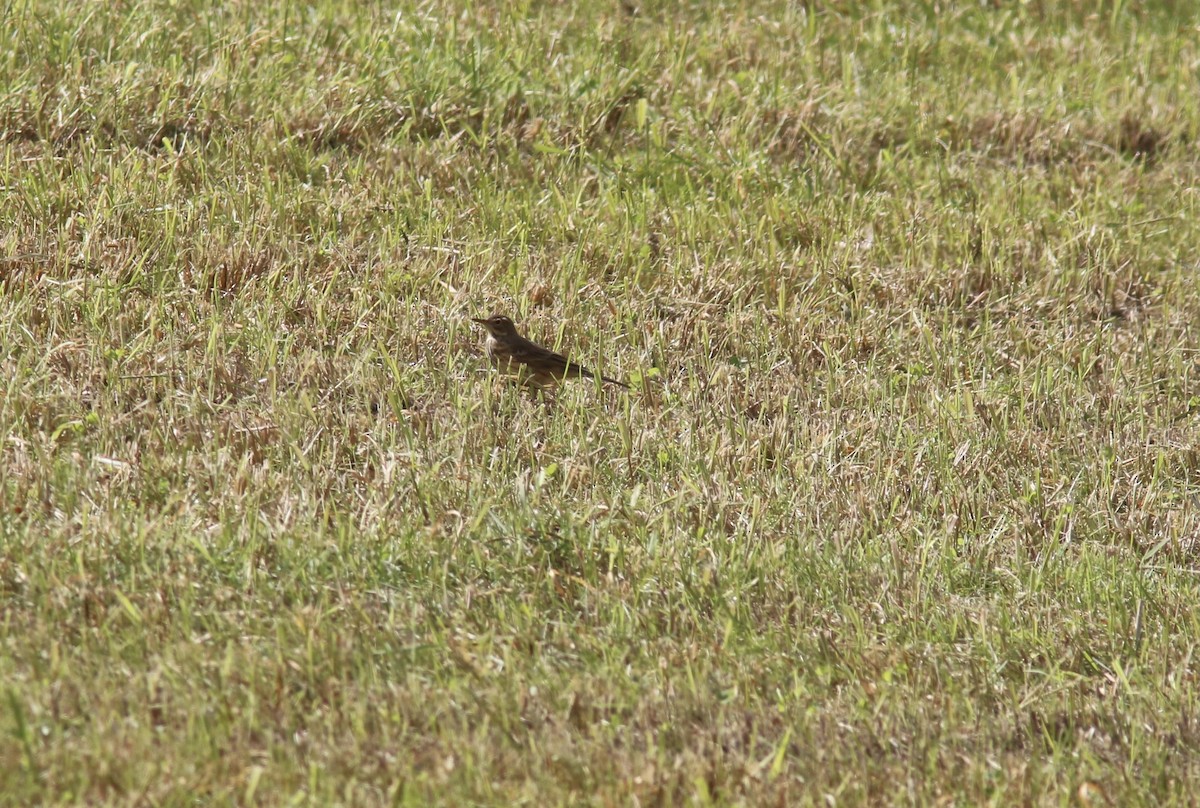 American Pipit - Richard Garrigus