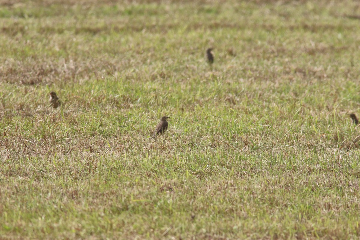 American Pipit - Richard Garrigus