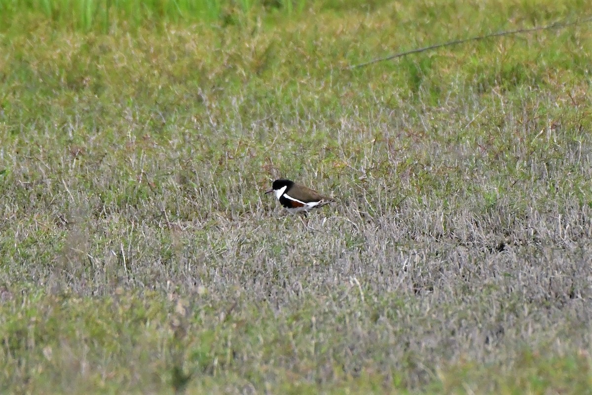 Red-kneed Dotterel - Sam Adams