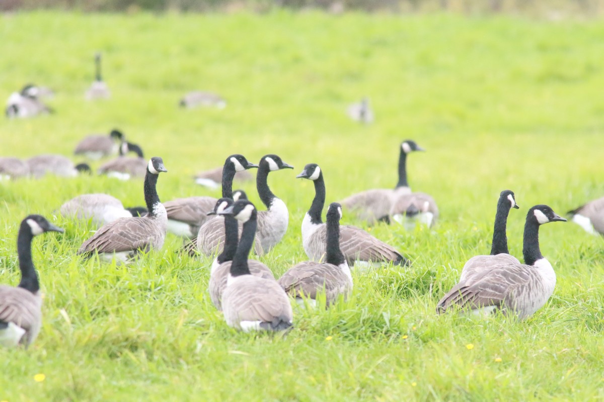 Branta kanadar handia - ML374195671