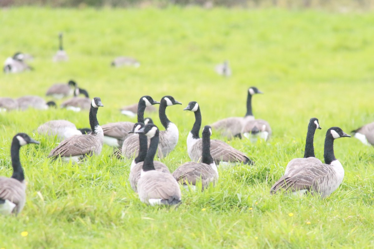 Canada Goose - Richard Garrigus