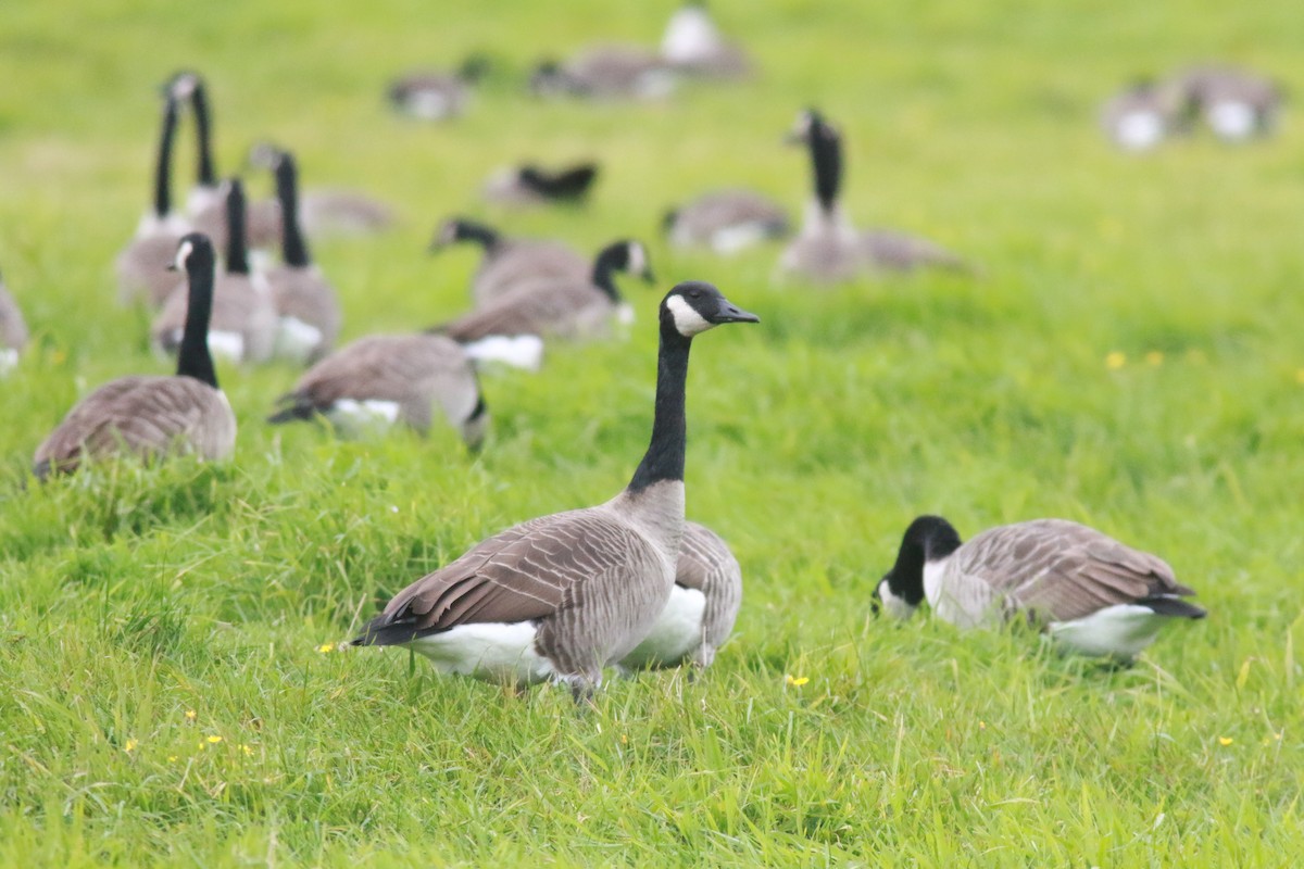 Canada Goose - Richard Garrigus