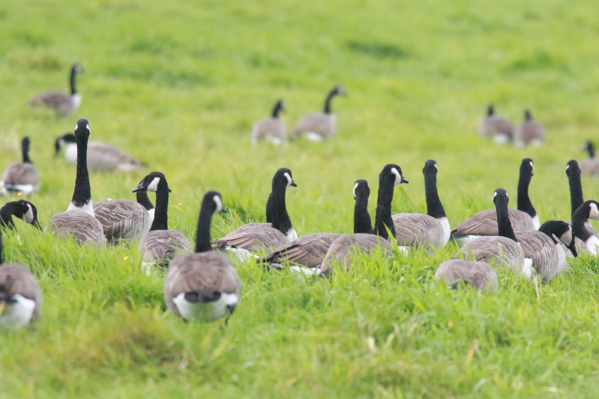 Canada Goose - Richard Garrigus