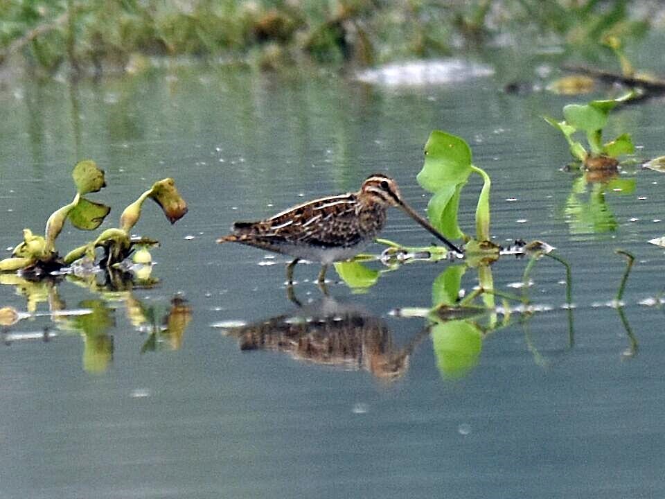 Common Snipe - ML37419581