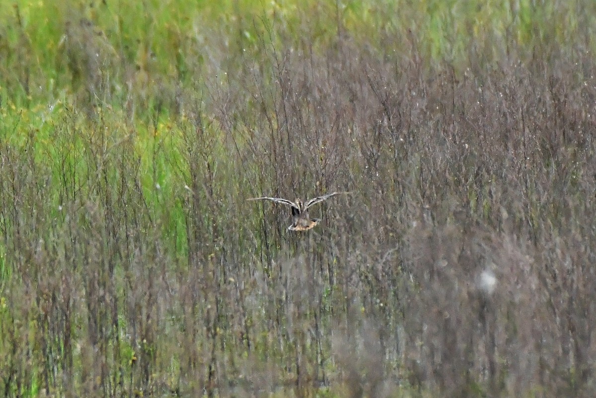 Latham's Snipe - ML374196071