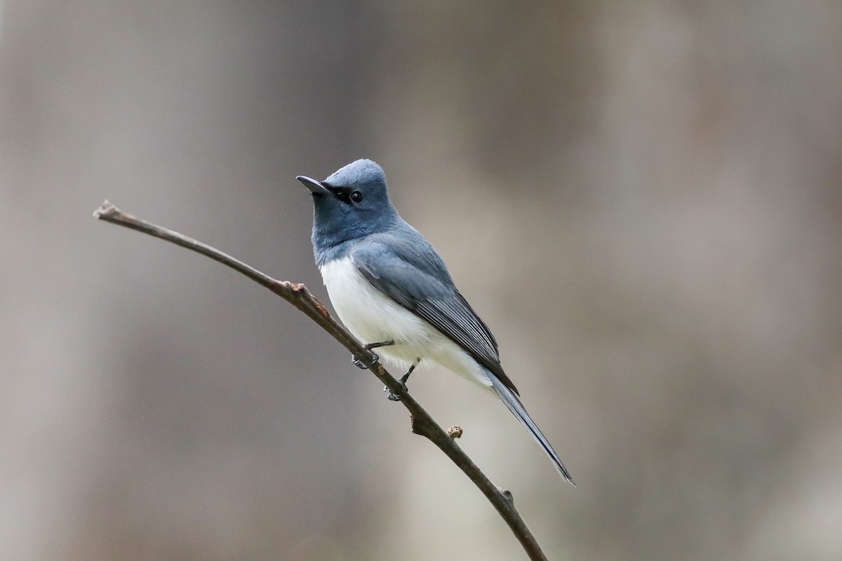 Leaden Flycatcher - Ged Tranter