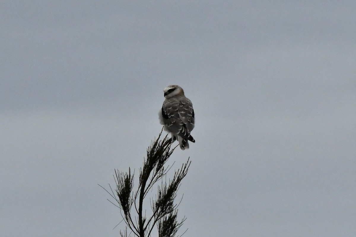 Black-shouldered Kite - Sam Adams