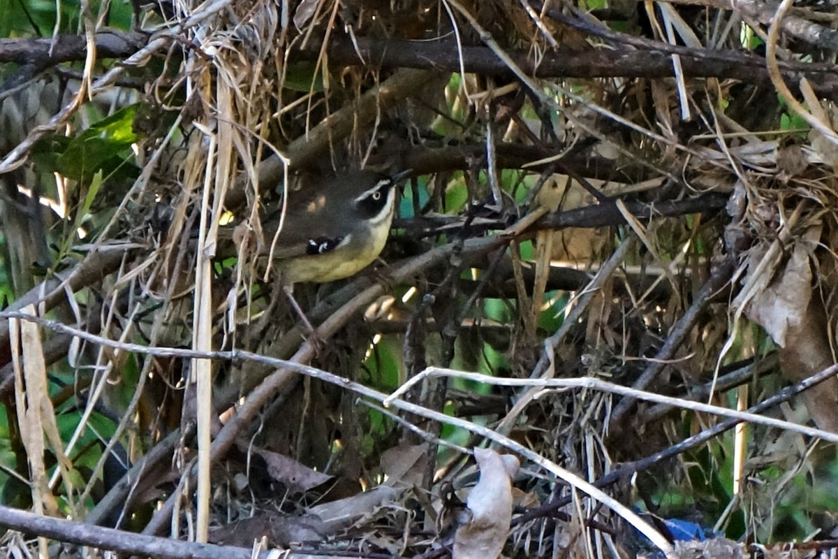 White-browed Scrubwren - ML37420071