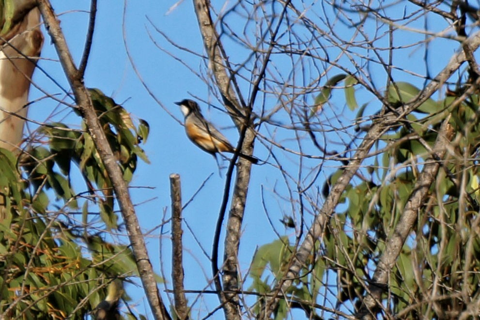 Rufous Whistler - ML37420131