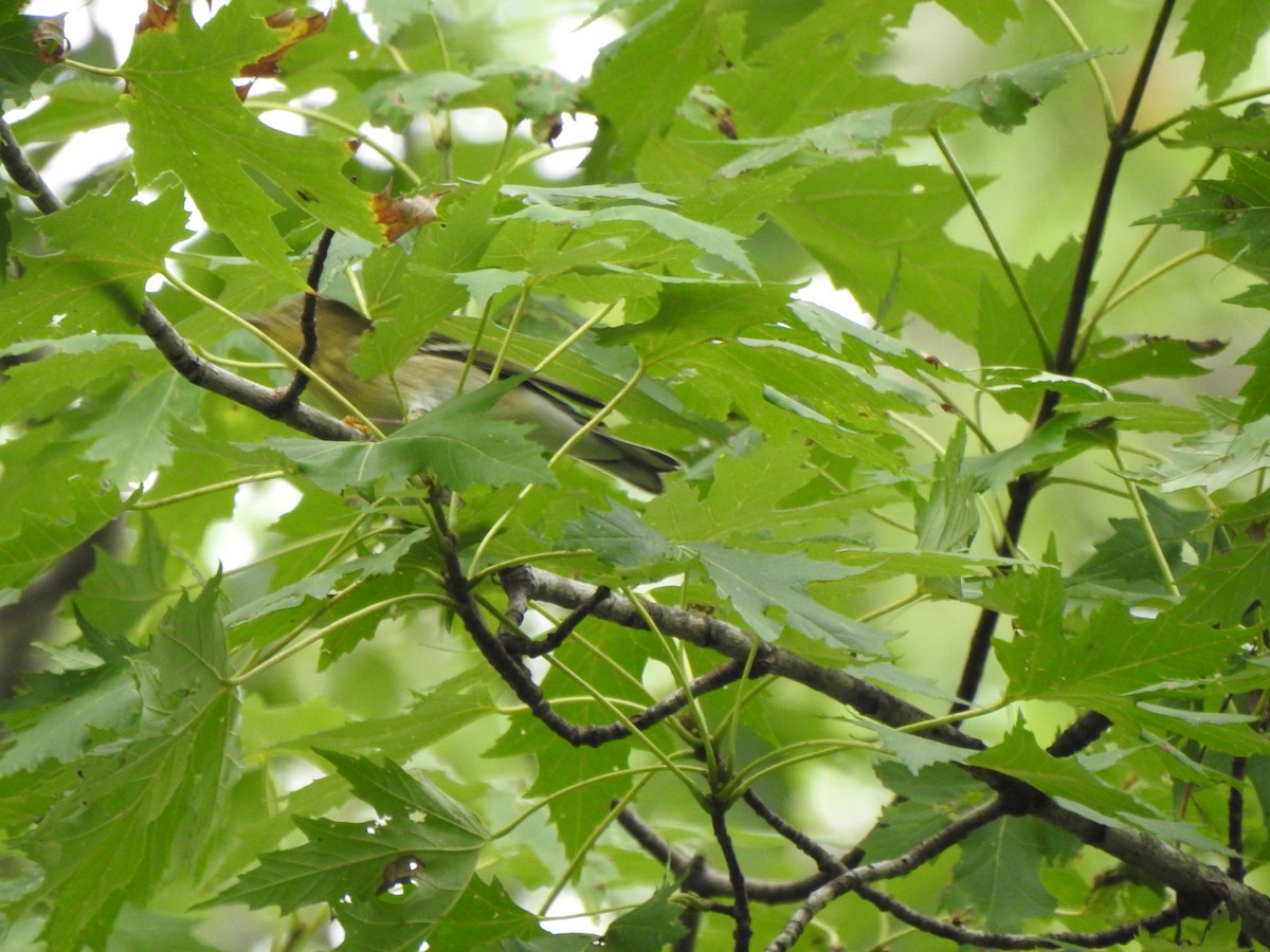 Paruline rayée - ML374203591