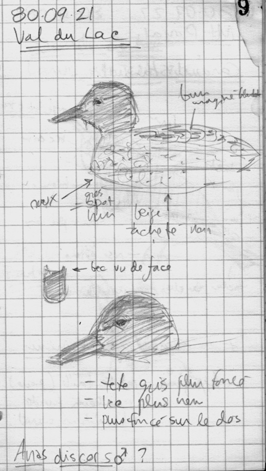 Anatidae sp. (dabbling duck sp.) - ML374204741