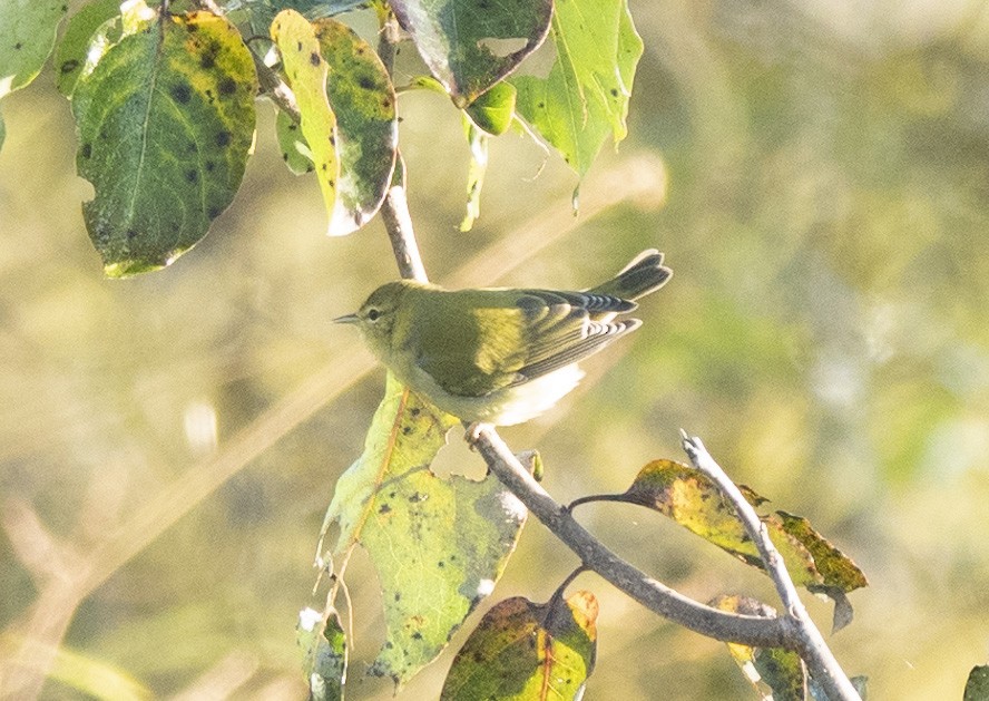 møllparula - ML374205641