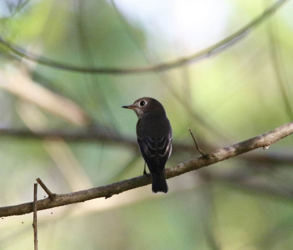 Asian Brown Flycatcher - ML37420591