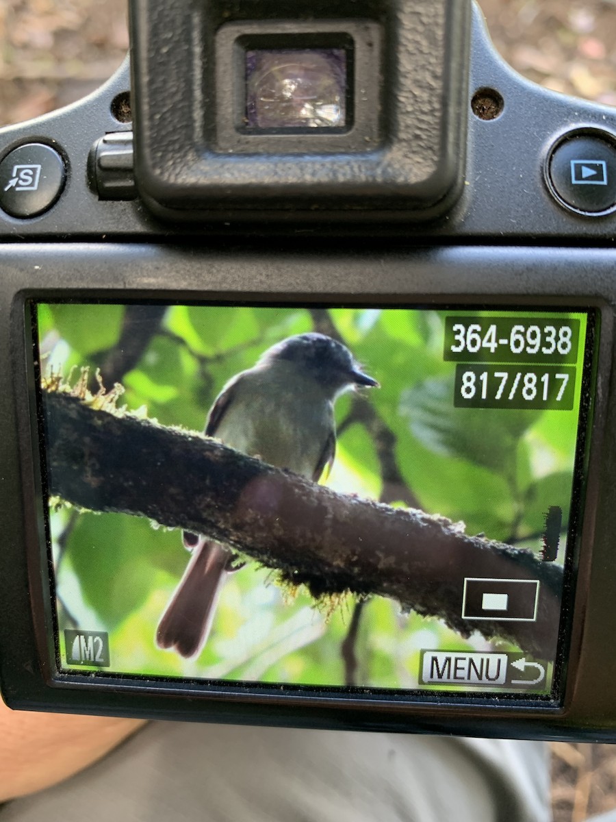 Slaty-capped Flycatcher - ML374206181