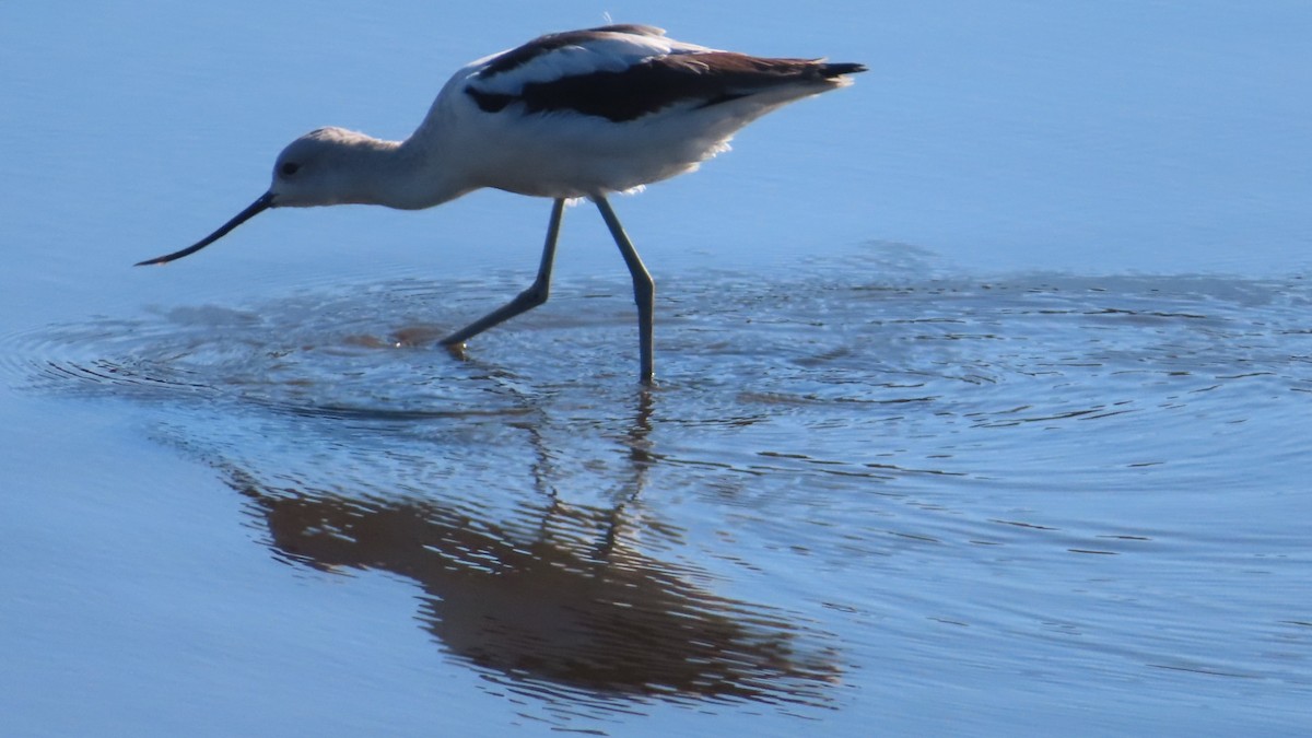 Avocette d'Amérique - ML374206731